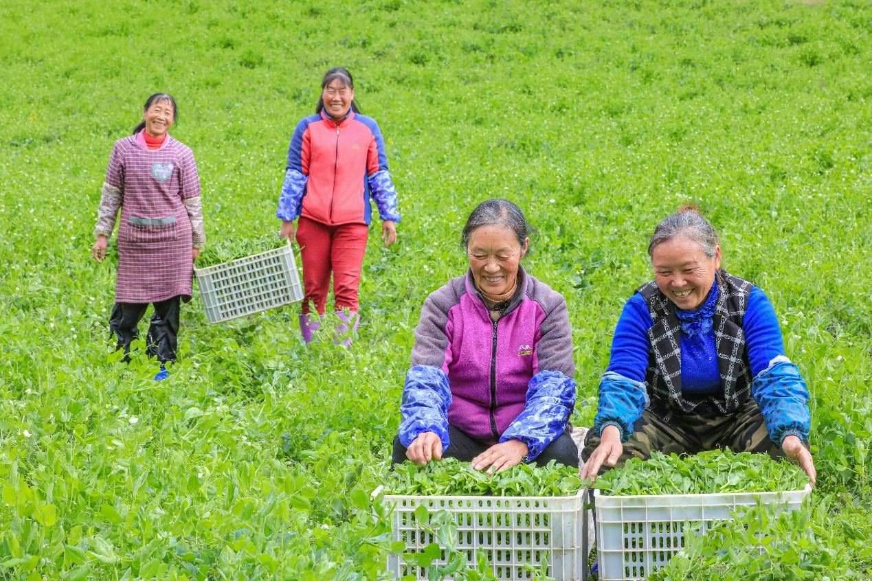 在四川省阿壩藏族羌族自治州馬爾康市馬爾康鎮(zhèn)納足村，當(dāng)季蔬菜喜獲豐收，群眾正在忙著采收、裝箱供應(yīng)市場(chǎng)。來源：人民圖片