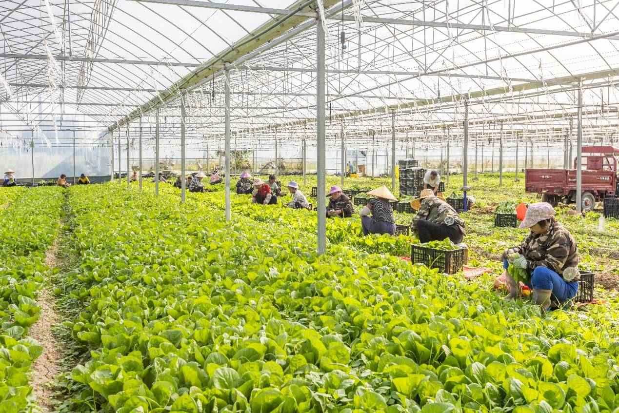 2024年10月8日，在廣西梧州市蒙山縣文圩鎮(zhèn)大明村一個(gè)大棚蔬菜基地內(nèi)，民工在采摘、包裝包心菜，準(zhǔn)備運(yùn)銷外地。來源：人民圖片