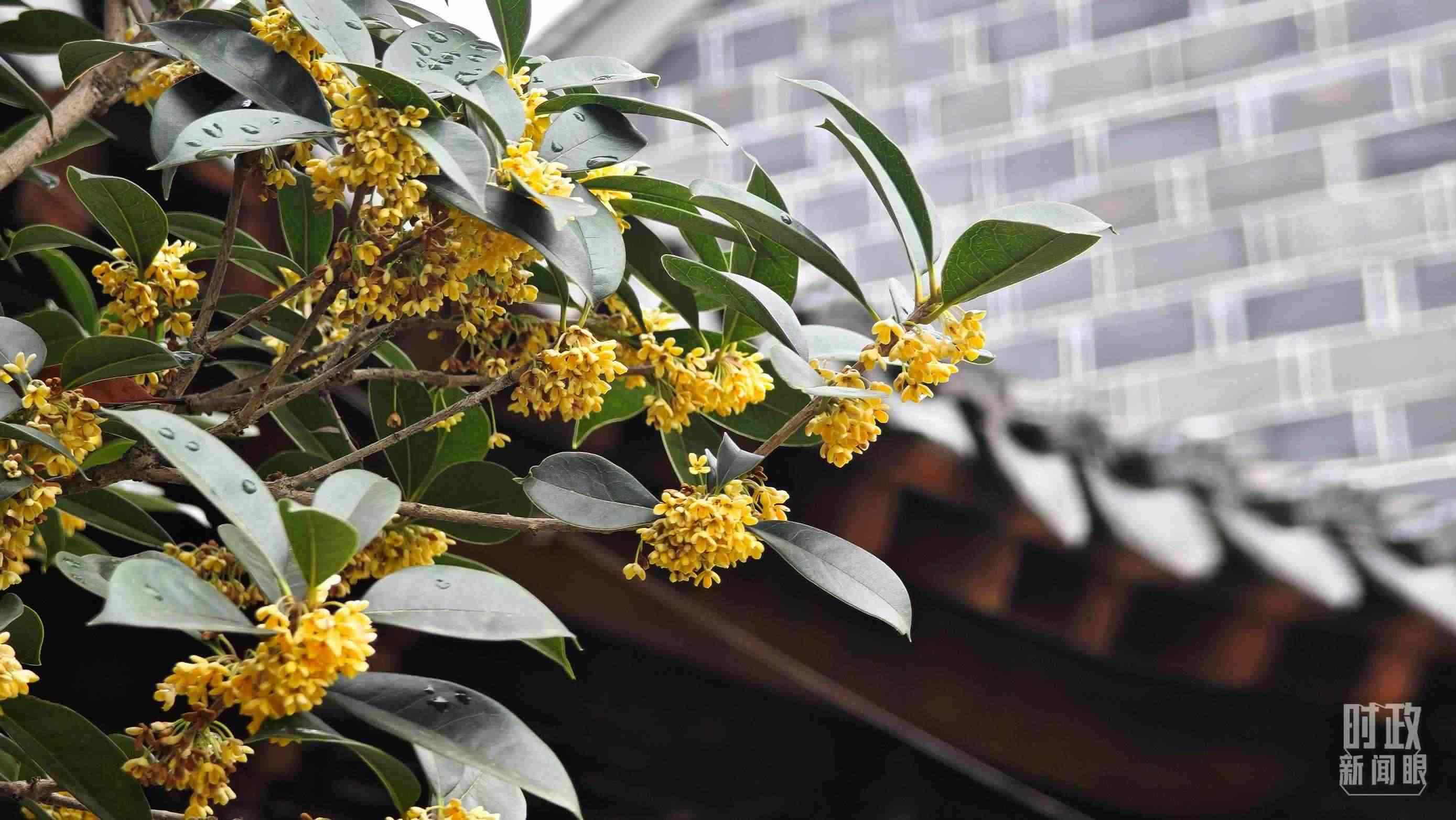 △六尺巷。（總臺央視記者趙化、彭漢明拍攝）