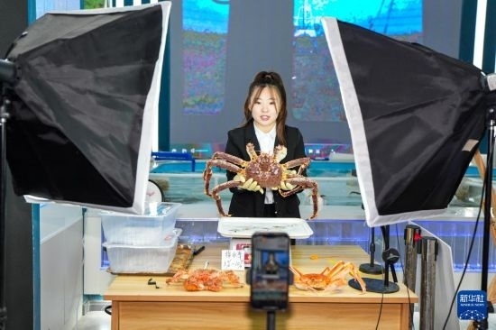 9月20日，在吉林省琿春市的帝王蟹保稅店內(nèi)，工作人員進(jìn)行網(wǎng)絡(luò)直播售賣帝王蟹。新華社記者 許暢 攝