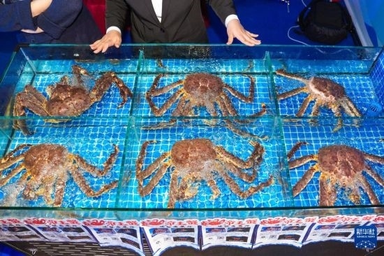 這是9月19日拍攝的吉林省琿春市一商家所售賣的帝王蟹。新華社記者 許暢 攝