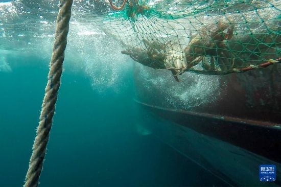 這是俄羅斯蟹業(yè)集團(tuán)的捕撈船進(jìn)行遠(yuǎn)洋捕撈的資料照片。新華社發(fā)（俄羅斯蟹業(yè)集團(tuán)供圖）