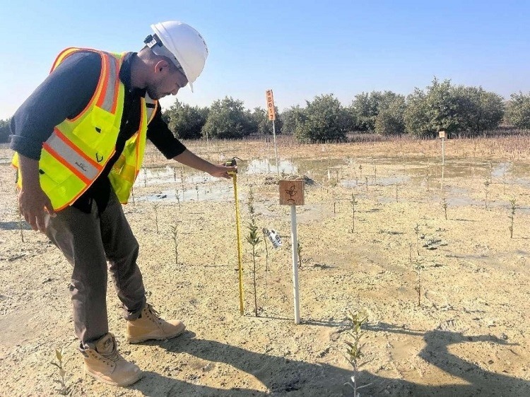 工作人員在監(jiān)測(cè)紅樹(shù)苗生長(zhǎng)情況。中國(guó)土木供圖