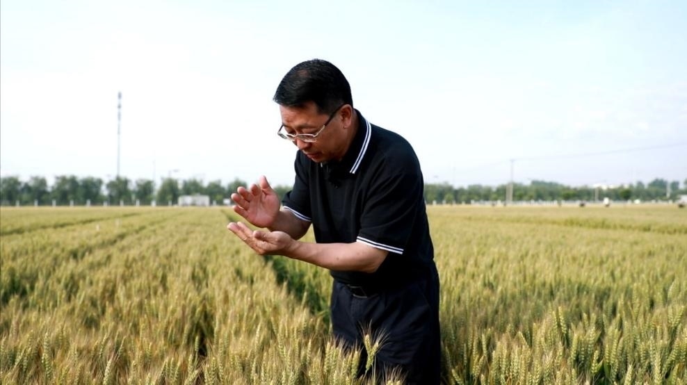 張福鎖在曲周查看小麥長勢。受訪者供圖