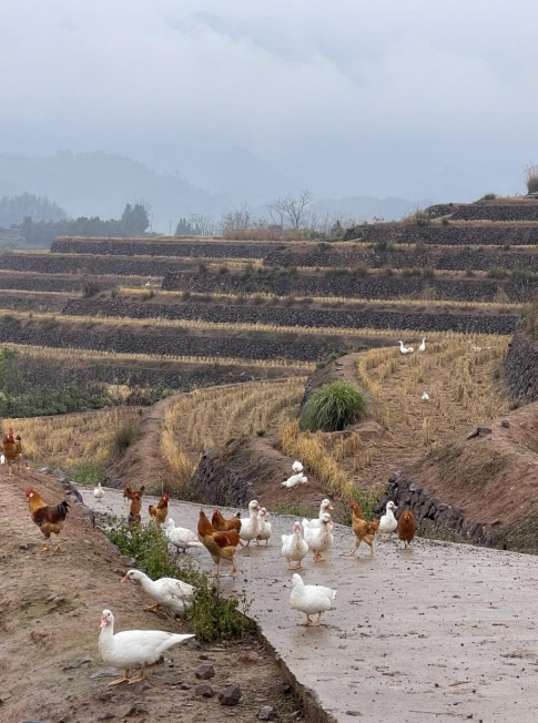 樨鄉(xiāng)記生態(tài)農(nóng)莊一隅。劉軍國攝