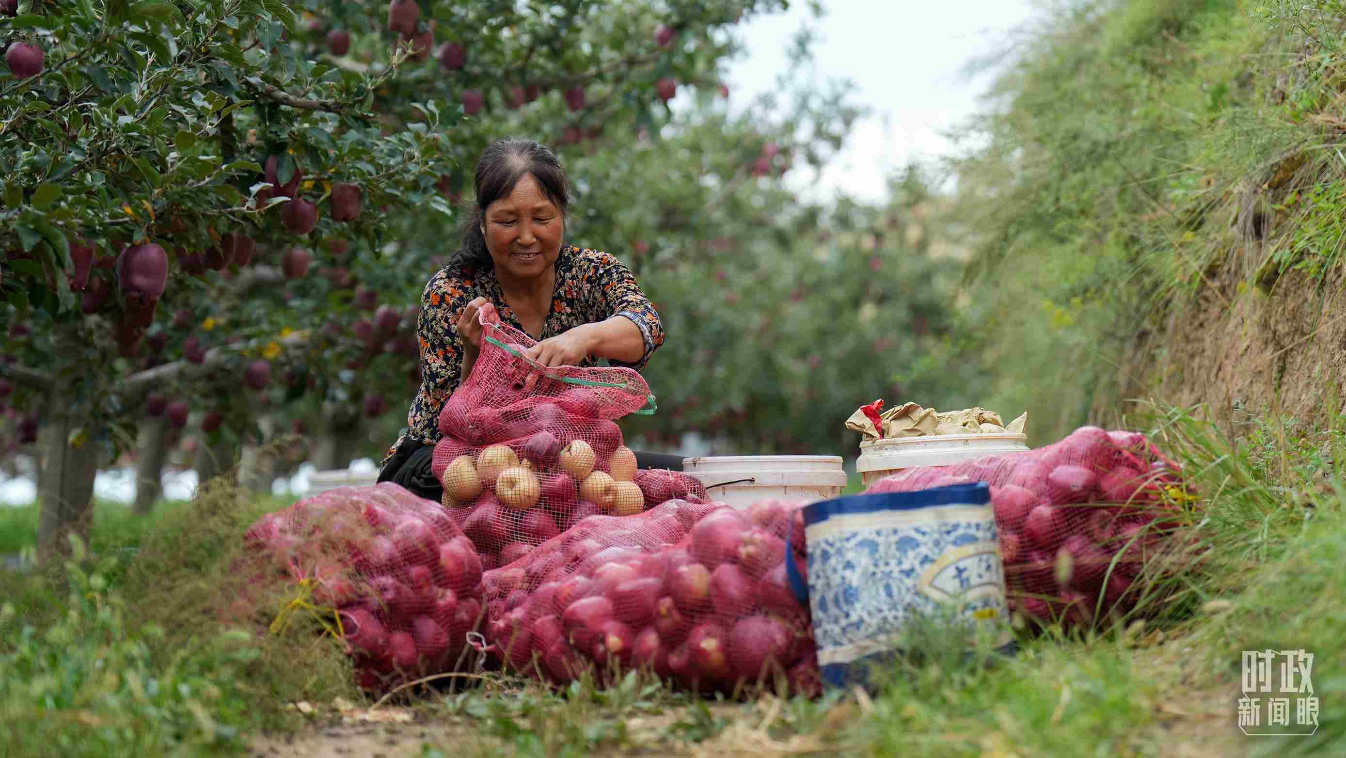 △甘肅天水的花牛蘋果已經(jīng)成為當(dāng)?shù)厝罕姷摹吧鷳B(tài)果”“致富果”。（總臺(tái)記者李晉拍攝）