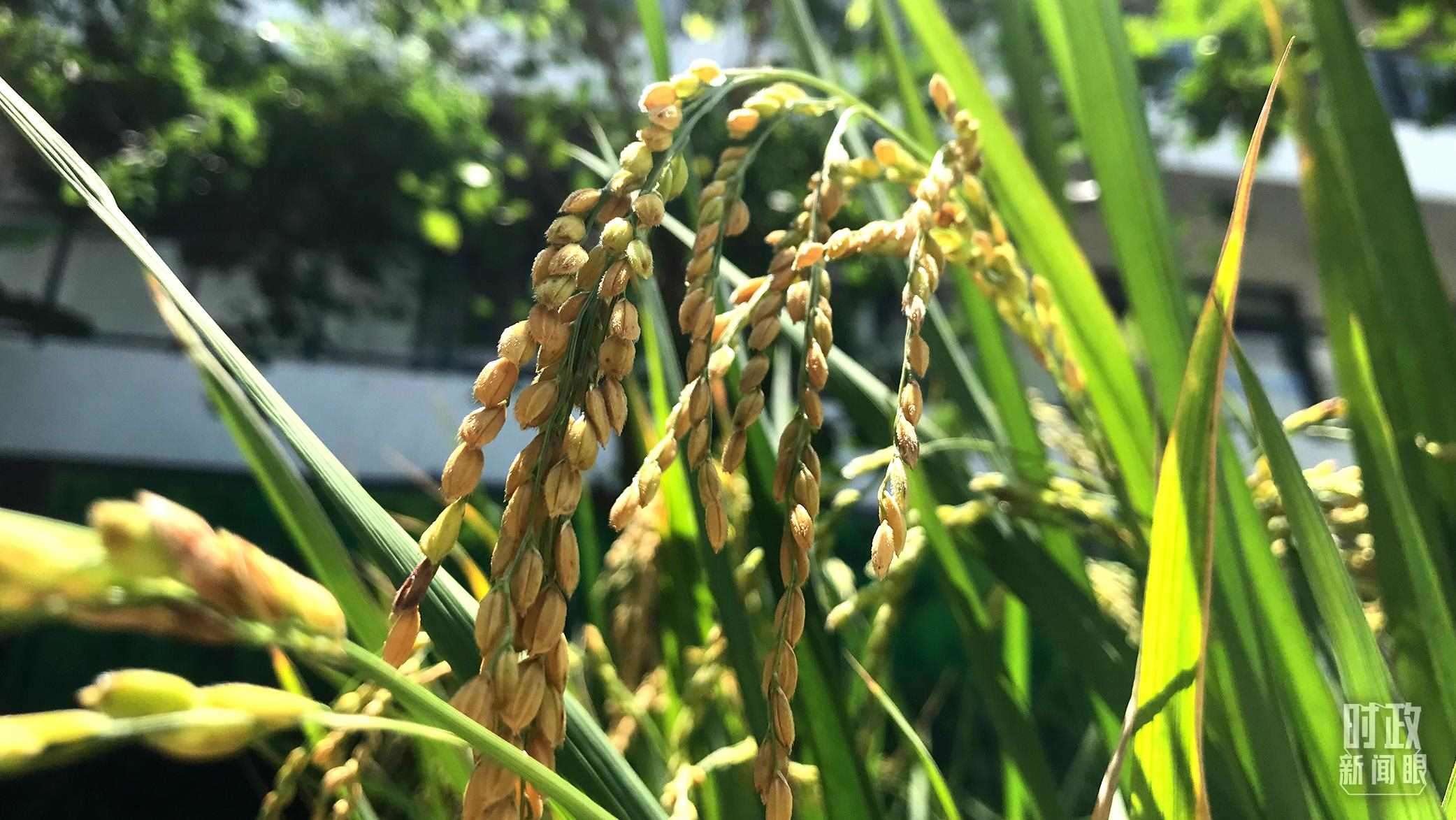 在海南培育的水稻品種。（總臺央視記者石偉明拍攝）