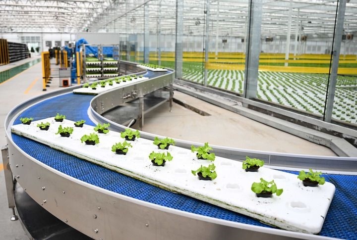 2024年12月12日在內(nèi)蒙古鄂爾多斯市達(dá)拉特旗內(nèi)蒙古現(xiàn)代數(shù)字農(nóng)業(yè)科技產(chǎn)業(yè)園拍攝的生菜苗。 新華社記者 貝赫 攝