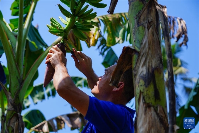 12月23日，中國熱帶農(nóng)業(yè)科學院專家趙增賢在斯里蘭卡馬坎杜拉為當?shù)剞r(nóng)戶做技術示范。新華社記者 陳冬書 攝