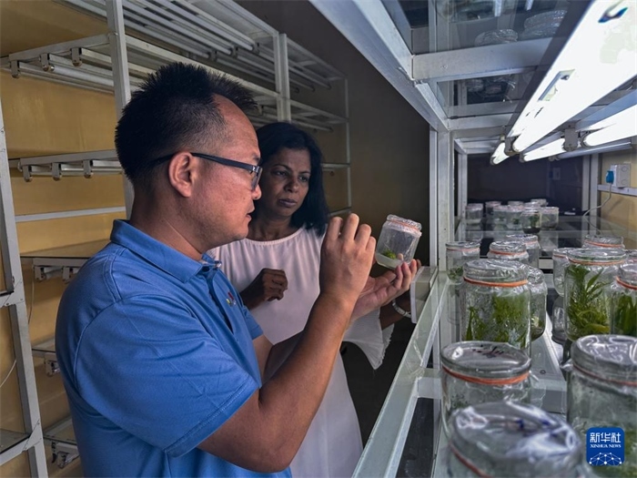 12月23日，在斯里蘭卡馬坎杜拉，中國專家與斯里蘭卡馬坎杜拉可持續(xù)農(nóng)業(yè)與發(fā)展研究中心主任達莎妮·賈亞曼納交流。新華社發(fā)（中國、聯(lián)合國糧農(nóng)組織與斯里蘭卡南南合作項目專家組供圖）