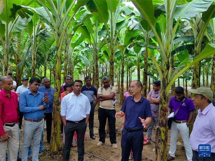 10月10日，在斯里蘭卡霍勒訥的一處香蕉示范基地，中國、聯(lián)合國糧農(nóng)組織與斯里蘭卡南南合作項目中國專家組組長孫德權為當?shù)剞r(nóng)民進行技術培訓。新華社發(fā)（中國、聯(lián)合國糧農(nóng)組織與斯里蘭卡南南合作項目專家組供圖）