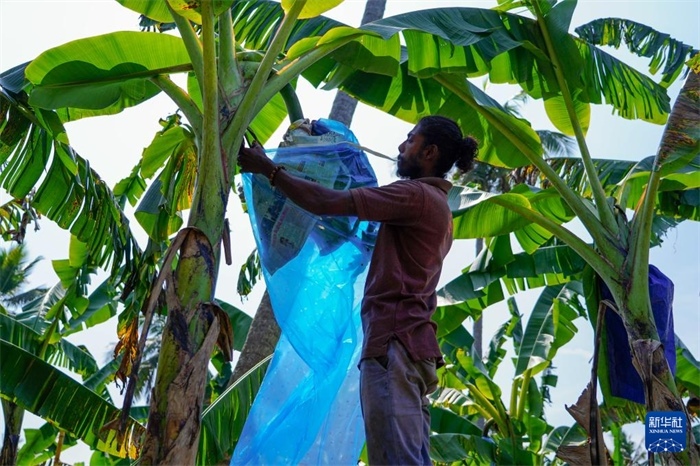 12月23日，在斯里蘭卡馬坎杜拉，農(nóng)民在香蕉試驗田里學習套袋技術。新華社記者 陳冬書 攝