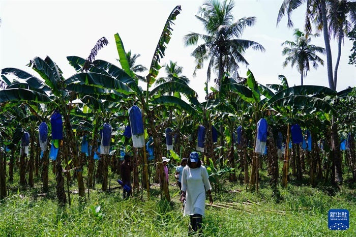 12月23日，在斯里蘭卡馬坎杜拉，農(nóng)民走過中國技術試驗田香蕉田。新華社記者 陳冬書 攝