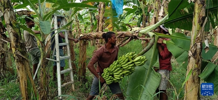 12月28日，在斯里蘭卡馬坎杜拉，當?shù)剞r(nóng)民收獲香蕉。新華社發(fā)（中國、聯(lián)合國糧農(nóng)組織與斯里蘭卡南南合作項目專家組供圖）