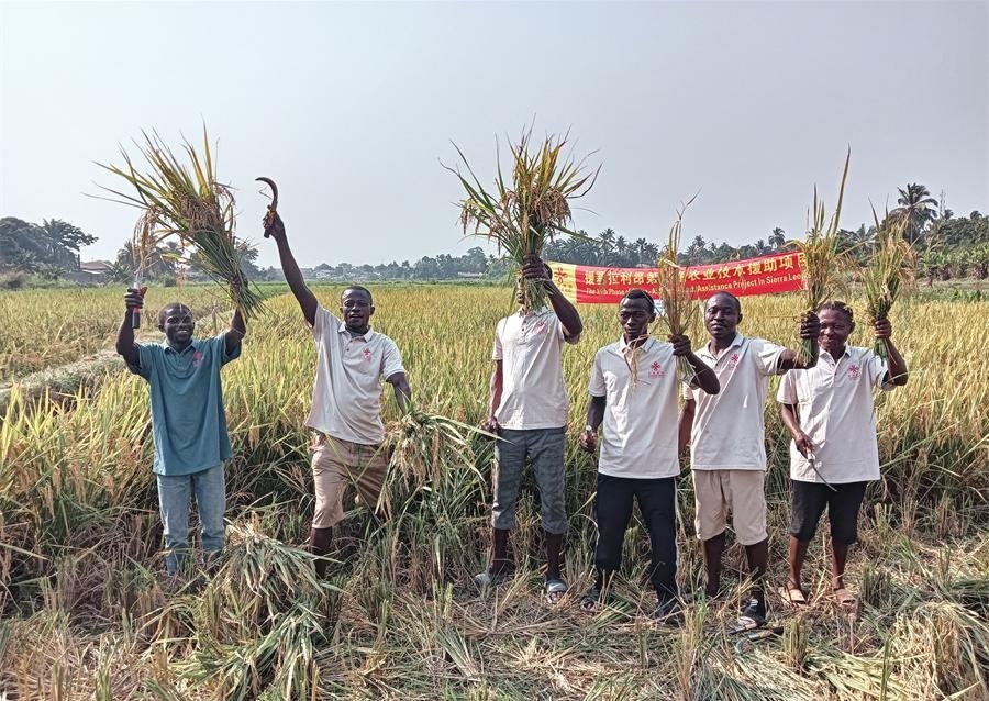 當(dāng)?shù)卮迕裾故窘衲甑乃痉N植成果。中國(guó)援塞農(nóng)業(yè)專家組供圖