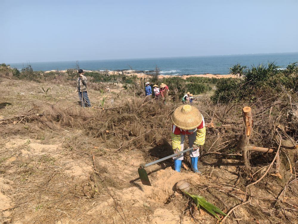 2025年1月19日，在海南文昌市，工人正在修復(fù)海岸防風(fēng)林。新華社記者吳茂輝 攝