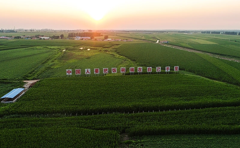 2020年7月23日拍攝的吉林省梨樹(shù)縣國(guó)家百萬(wàn)畝綠色食品原料（玉米）標(biāo)準(zhǔn)化生產(chǎn)基地核心示范區(qū)（無(wú)人機(jī)照片）。新華社記者 許暢 攝