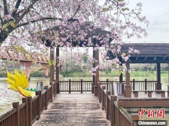 3月7日，廣州海珠國(guó)家濕地公園宮粉紫荊花海吸引游人。中新社記者 許青青 攝