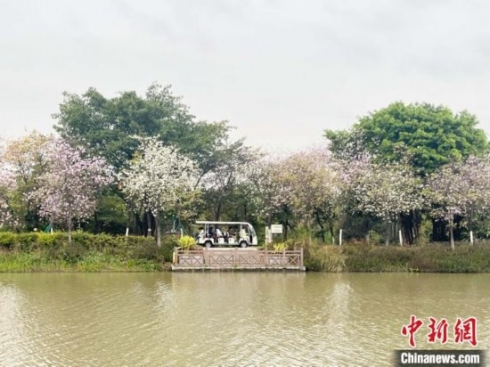 3月7日，廣州海珠國(guó)家濕地公園宮粉紫荊花海吸引游人。中新社記者 許青青 攝