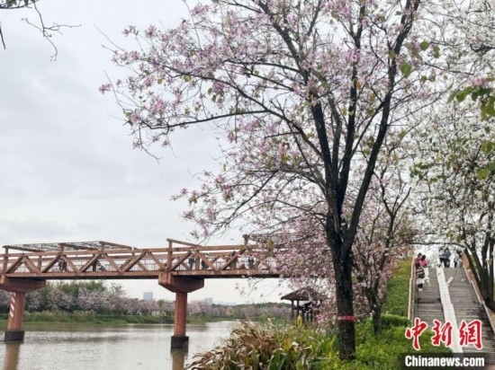 3月7日，廣州海珠國(guó)家濕地公園宮粉紫荊花海吸引游人。中新社記者 許青青 攝