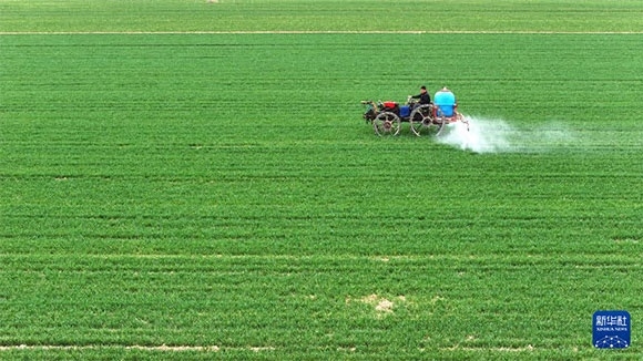 3月14日，在菏澤市鄆城縣郭屯鎮(zhèn)，農(nóng)民在麥田里噴灑除草劑（無人機(jī)照片）。