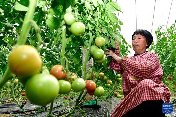 3月13日，在菏澤市鄆城縣張營(yíng)街道，農(nóng)民在設(shè)施大棚里打理西紅柿。