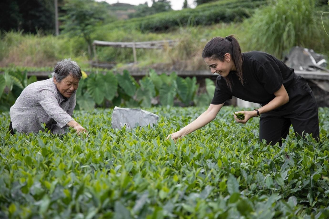 卡友琪在福建采茶。受訪者供圖