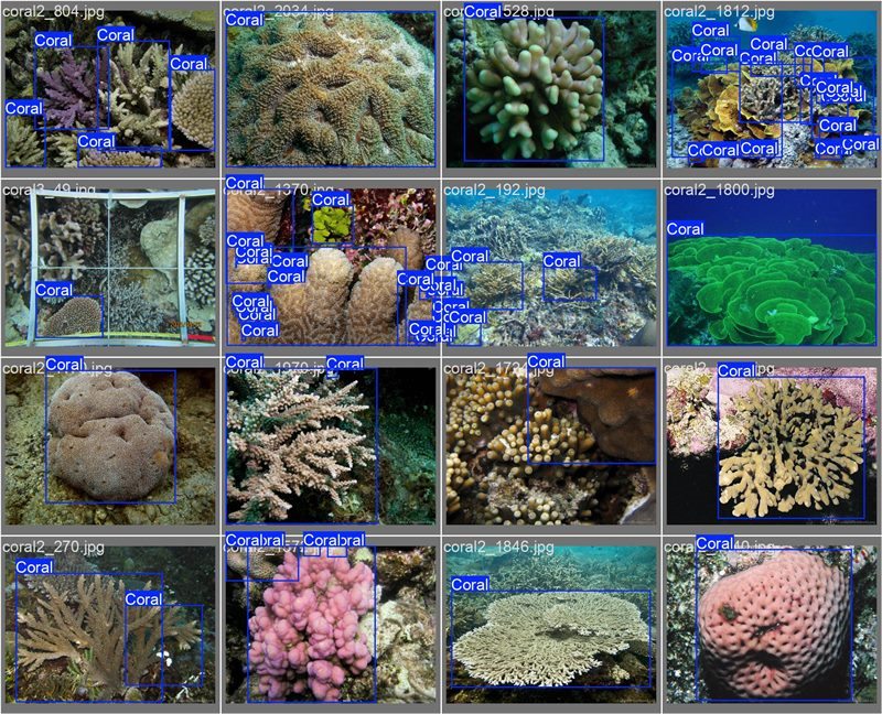 南海珊瑚識別。阿里云供圖