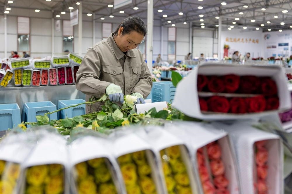 △近日，工作人員在云南麗江現(xiàn)代花卉產(chǎn)業(yè)園包裝鮮花。