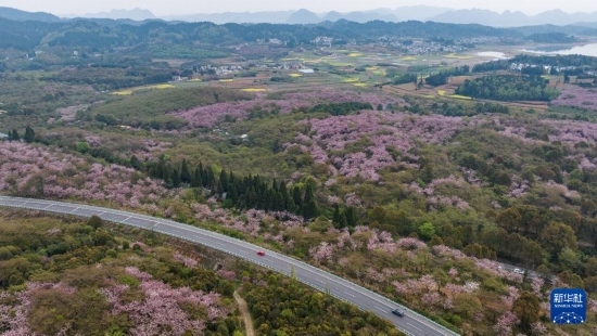 清鎮(zhèn)市紅楓湖鎮(zhèn)右二村旁的道路與花海相映（4月5日攝，無(wú)人機(jī)照片）。
