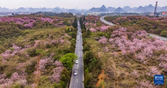游客驅(qū)車(chē)前來(lái)清鎮(zhèn)市紅楓湖鎮(zhèn)右二村踏青游玩（4月5日攝，無(wú)人機(jī)照片）。