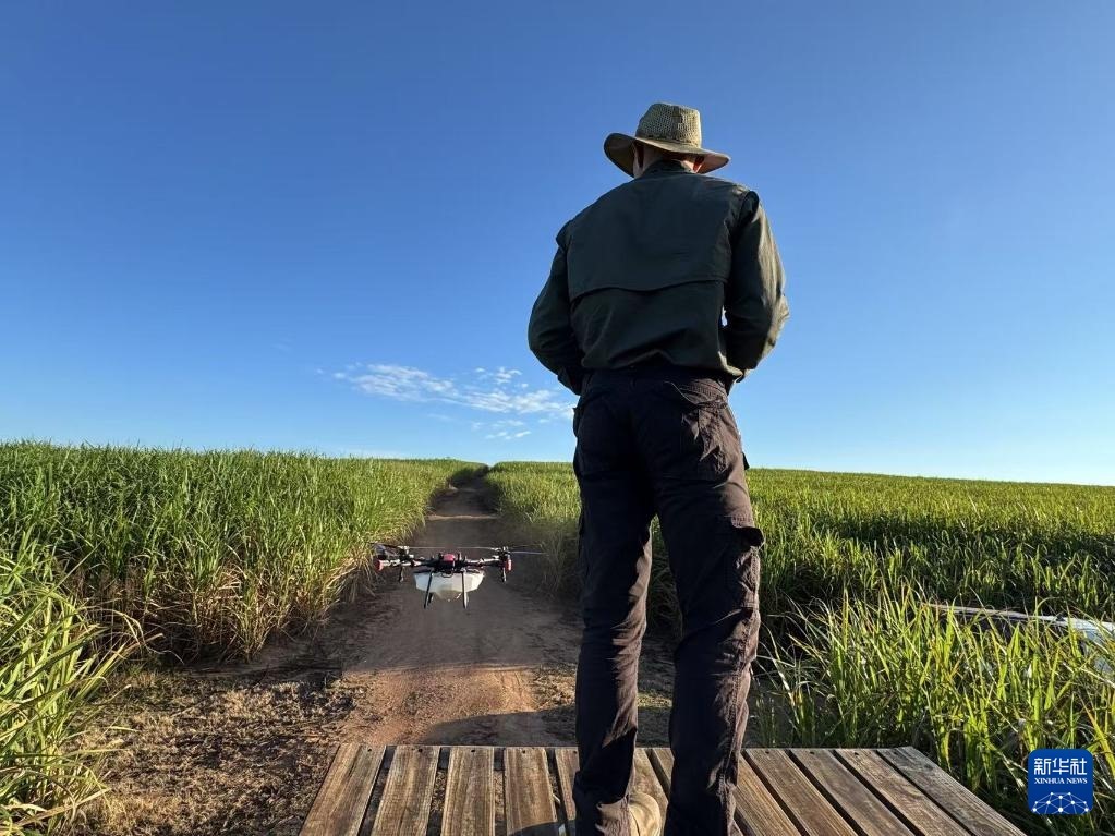 3月25日，在南非夸祖魯-納塔爾省的方廷希爾莊園，飛手操縱無(wú)人機(jī)為甘蔗林噴灑藥劑。新華社記者 白舸 攝