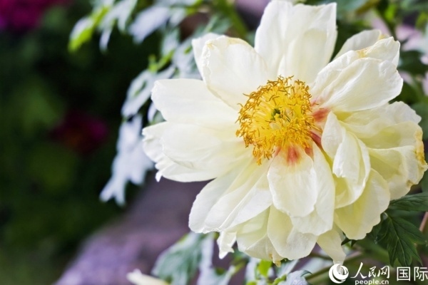 洛陽(yáng)國(guó)家牡丹園牡丹盛開(kāi)。 人民網(wǎng)記者 魯揚(yáng)攝