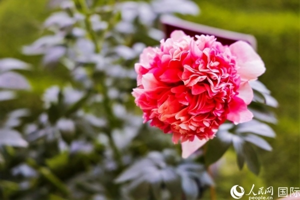 洛陽(yáng)國(guó)家牡丹園牡丹盛開(kāi)。 人民網(wǎng)記者 魯揚(yáng)攝