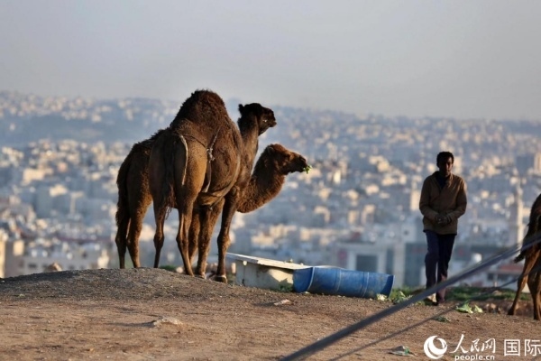 約旦首都阿曼街頭的駱駝。人民網(wǎng) 納達(dá)爾·達(dá)烏德攝