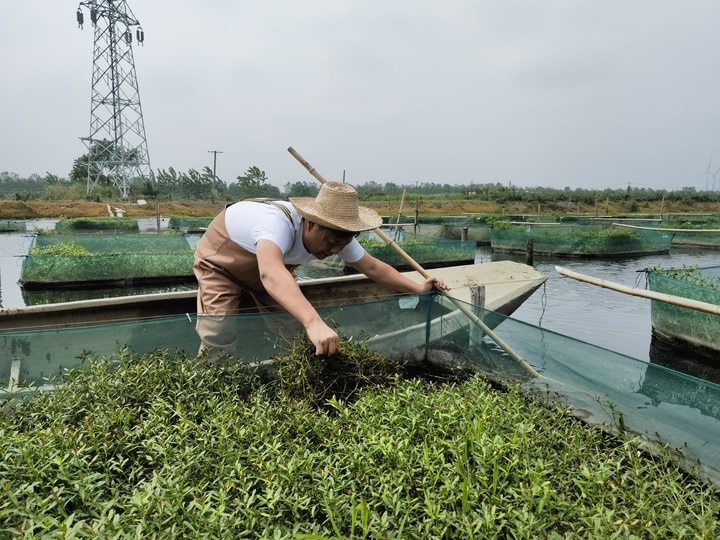 陳樹在湖北省仙桃市剅河鎮(zhèn)余腦村黃鱔繁育基地觀察黃鱔長勢。新華社記者宋立崑 攝