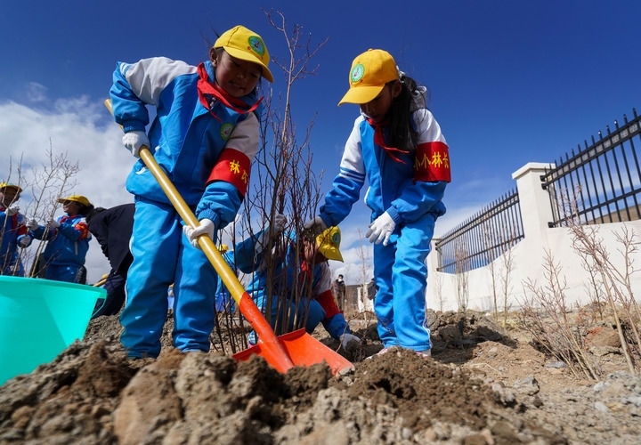 2025年4月25日，西藏那曲市小學(xué)生在植樹。新華社記者 晉美多吉 攝