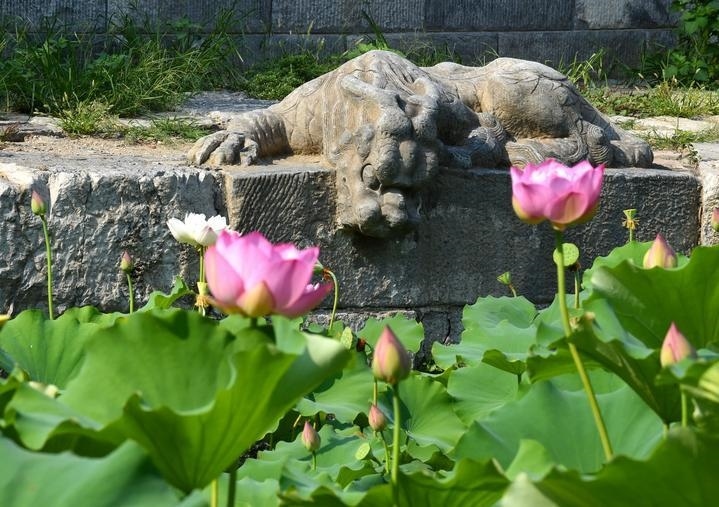 萬寧橋位于北京地安門外大街中部、什剎海東岸，是北京中軸線上最古老的橋梁，至今已有700多年歷史。近年來，北京市持續(xù)為萬寧橋“瘦身減負(fù)”，橋體風(fēng)貌得以完整展現(xiàn)，方便游客走近欣賞，深入了解古橋承載的價(jià)值和內(nèi)涵。這是2023年7月18日拍攝的北京萬寧橋橋東的鎮(zhèn)水獸。